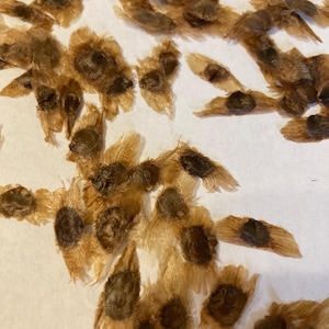 Trumpet Creeper Vine Seeds (CAMPSIS RADICANS)