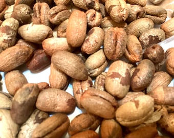 Canary Date Palm Tree Seeds (PHOENIX CANARIENSIS)
