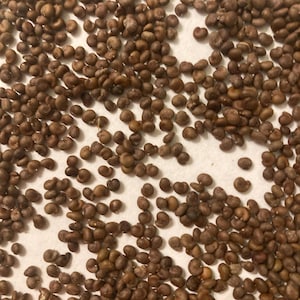 Caper Shrub Seeds (CAPPARIS SPINOSA) (Caper Bush) (Common Caper)