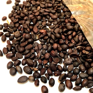 European Privet Shrub Seeds (LIGUSTRUM VULGARE) (Common Privet)