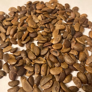 Date Plum Persimmon Tree Seeds (DIOSPYROS LOTUS) (Lilac Persimmon) (Caucasian Persimmon)