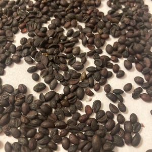 European Privet Shrub Seeds (LIGUSTRUM VULGARE) (Common Privet)