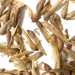 Silverleaf Maple Tree Seeds (ACER SACCHARINUM )(Soft Maple)(Water Maple)