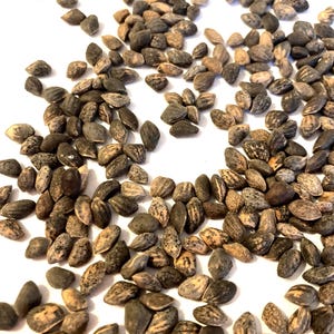 Slash Pine Tree Seeds (PINUS ELLIOTTII)
