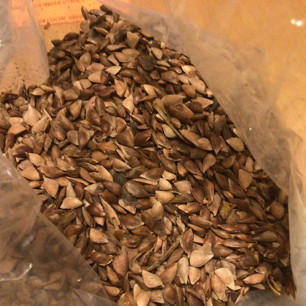 Douglas Fir Tree Seeds (PSEUDOTSUGA MENZIESII California)