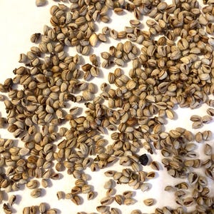 Japanese Privet Shrub Seeds (LIGUSTRUM JAPONICUM) (Wax-Leaf Ligustrum)