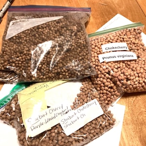 May include: Three plastic bags filled with brown seeds. The bags are labeled with handwritten text: "Chokecherry Prunus virginiana", "Subart Cherry Purple-Leaved Choke Cherry Shubert Ch", and "Shubert Choke Cherry Shubert Ch".