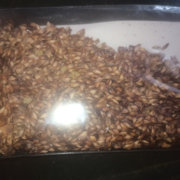 Western Larch Tree Seeds (Larix occidentalis)