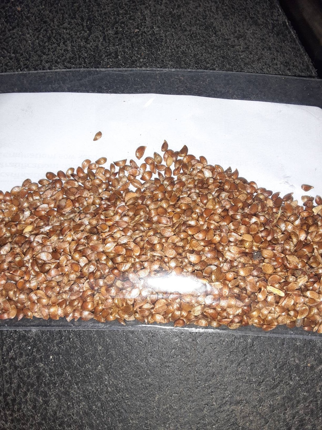 Mandshurica Siberian Crab Apple Tree Seeds Etsy