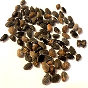 Cluster Pine Tree Seeds (PINUS PINASTER) (Maritime Pine)