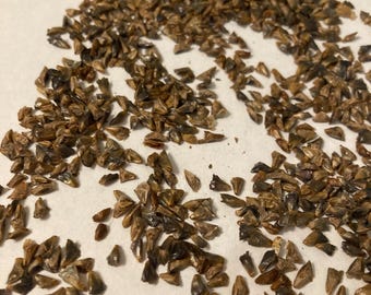 Canada Balsam Fir Tree Seeds (Abies Balsamea)