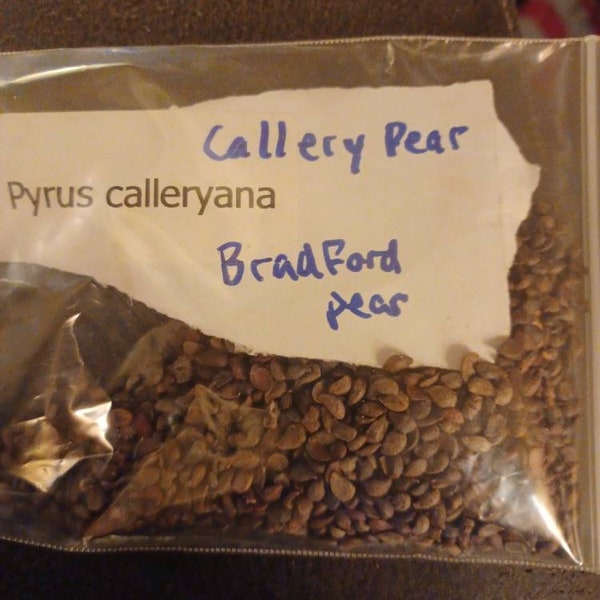 Callery Pear Tree Seeds (Pyrus Calleryana)