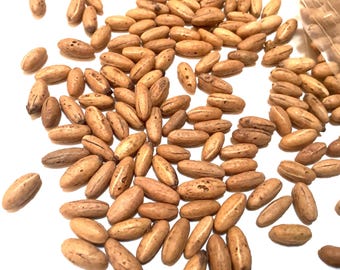 Asiatic Dogwood Tree Seeds (CORNUS OFFICINALIS) (Japanese Cornelian Cherry)