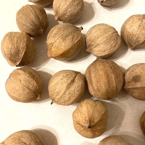 Mockernut Hickory Seeds (Carya Tomentosa)