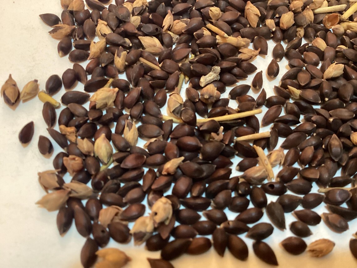 Morman Tree Nevada Mormon Tea Tree Seeds (EPHEDRA NEVADENSIS) (nevada Jointfir) - Etsy