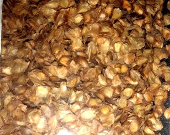 Asian Black Birch Tree Seeds (BETULA DAVURICA) (Dahurian Birch)