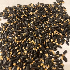 Cootamundra Wattle Tree Seeds (ACACIA BAILEYANA var. PURPUREA) (Golden Mimosa, Blue-Leaved Cootamundra Wattle, Bailey Acacia)
