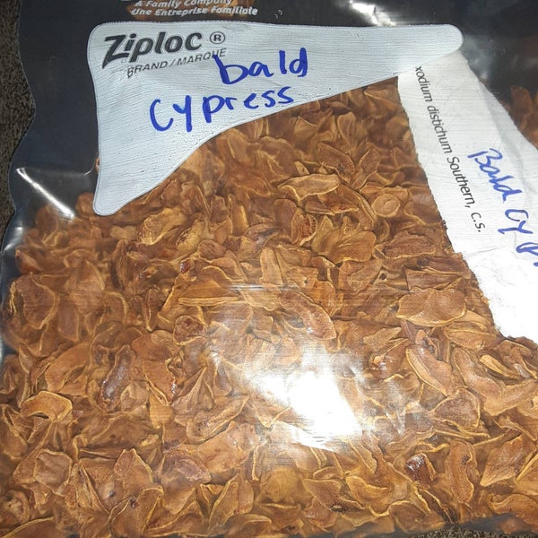 Bald Cypress Tree Seeds (TAXODIUM DISTICHUM)