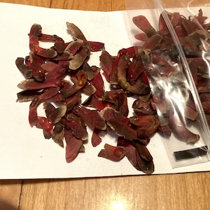 Broadleaf Japanese Maple Tree Seeds (Acer Palmatum Atropurpureum) (Red Japanese Maple)