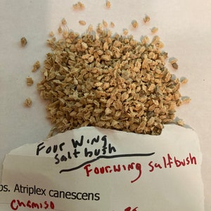 Four Wing Salt Bush Seeds ATRIPLEX CANESCENS chamiso chamiza Tree - Etsy