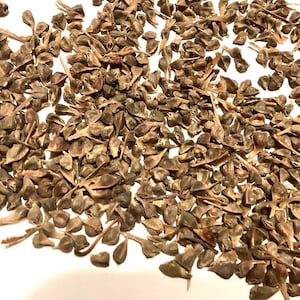 Trident Maple Tree Seeds (ACER BUERGERIANUM) (Three-toothed Maple)