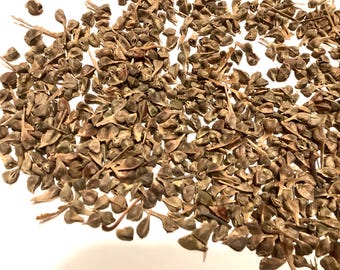 Trident Maple Tree Seeds (ACER BUERGERIANUM) (Three-toothed Maple)