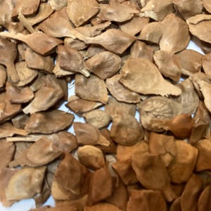 Field Maple Tree Seeds (Acer Campestre)