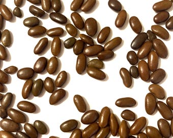 Thornless Honey Locust Tree Seeds (GLEDITSIA TRIACANTHOS INERMIS)