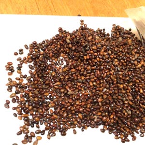 Sea Buckthorn Shrub Seeds (HIPPOPHAE RHAMNOIDES) (Seaberry) (Common SeaBuckthorn)