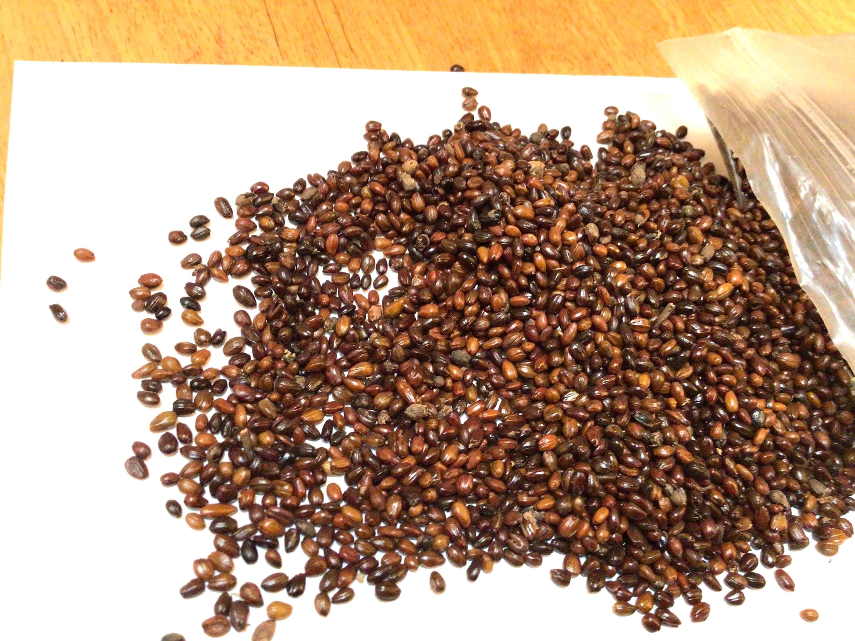 Sea Buckthorn Shrub Seeds (HIPPOPHAE RHAMNOIDES) (Seaberry) (Common SeaBuckthorn)
