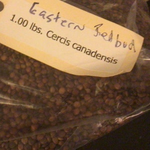 Eastern Redbud Tree Seeds (CERCIS CANADENSIS)