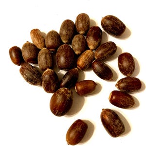 California Black Oak Tree Seeds (QUERCUS KELLOGGII)  (Acorns)