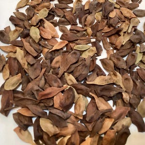 May include: A pile of brown, tan, and green seed pods. The pods are long and narrow, with a pointed tip. They are scattered on a white surface.
