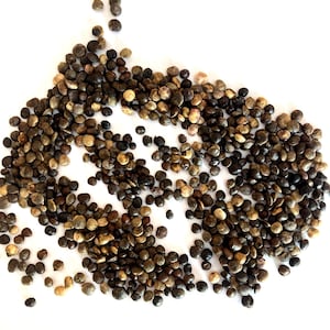 Mastic Tree Seeds (PISTACIA LENTISCUS)