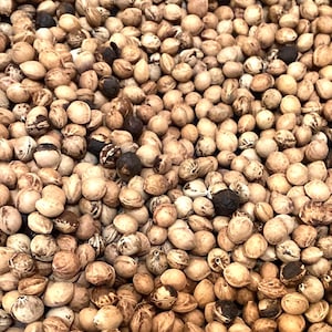 Black Cherry Tree Seeds (PRUNUS SEROTINA)