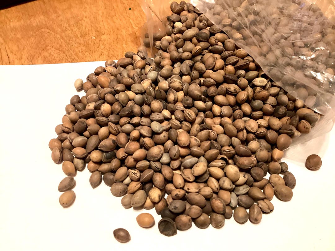 St Lucie Cherry Tree Seeds (PRUNUS MAHALEB CVI) (mahaleb Cherry) - Etsy