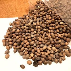 St Lucie Cherry Tree Seeds (Mahaleb Cherry)