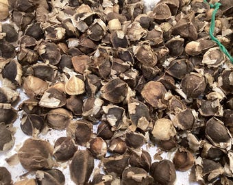 Moringa Tree Seeds (MORINGA OLEIFERA) Drumstick Tree