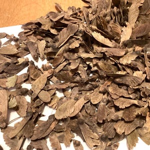 Green Cascade Full Moon Maple Tree Seeds (Acer Japonicum)