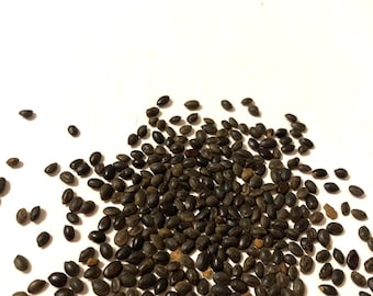 Black Wattle Tree Seeds  (ACACIA DECURRENS Mollis)