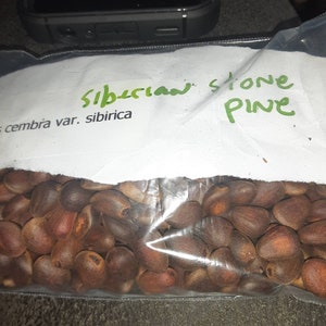 Siberian Stone Pine Tree Seeds. PINUS CEMBRA var. SIBIRICA image 1