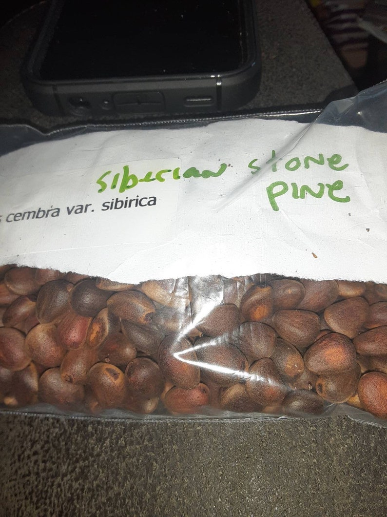Siberian Stone Pine Tree Seeds. PINUS CEMBRA var. SIBIRICA image 1