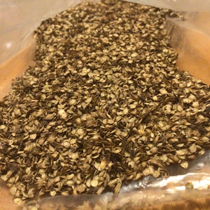 Erman Birch Tree Seeds (BETULA ERMANII)