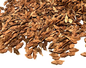 Amur Maple Tree Seeds (ACER GINNALA) (Siberian Maple)