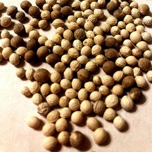 May include: A collection of small, round seeds in varying shades of brown and tan. The seeds are scattered across a light-colored surface, with some appearing smooth and others textured. The image is well-lit, highlighting the different tones and textures of the seeds.