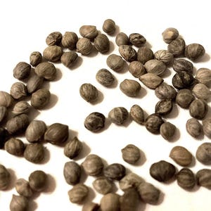 Siberian Dogwood Tree Seeds (CORNUS ALBA SIBIRICA) (White Dogwood, Coral Bark Dogwood)