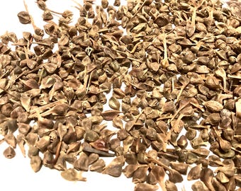 Trident Maple Tree Seeds (ACER BUERGERIANUM) (Dewinged) (Three-Toothed Maple)