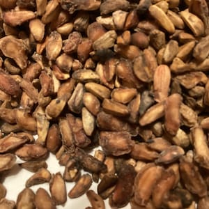 Pomegranate Tree Seeds (PUNICA GRANATUM) (Pomegranite)
