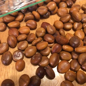 Red shower Tree Seeds (CASSIA JAVANICA)