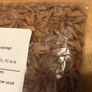 Noble Fir Tree Seeds (ABIES PROCERA) (new 2024 supply)